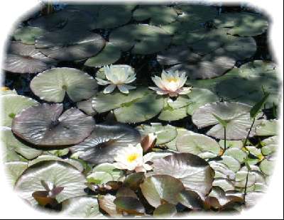 seerosen etc. 004.jpg